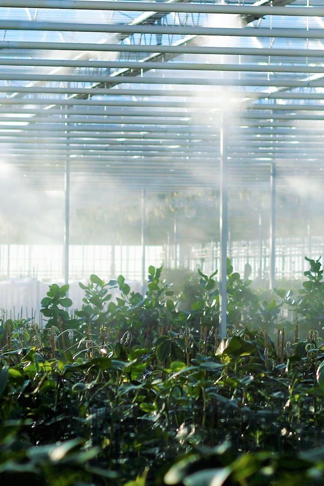 horticulture